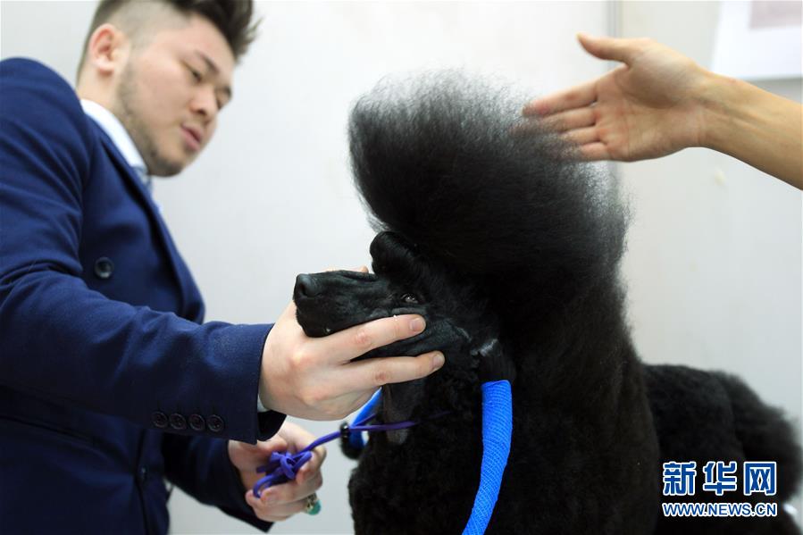 2017中国（西部）宠物产业博览会在银川开幕