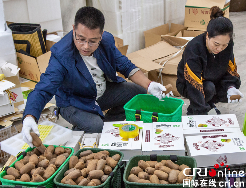 贵州毕节黔西乡村果园吸引游客（组图）