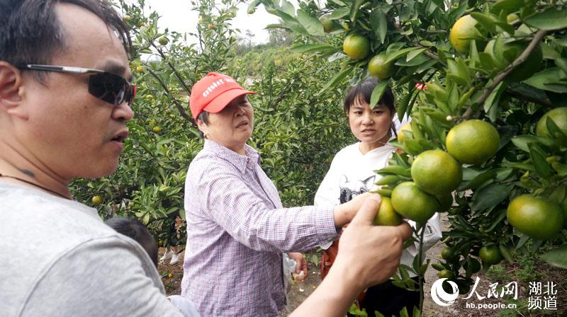 摘石榴、摘蜜橘、挖红薯 丹江口乡村游让市民体验丰收的喜悦