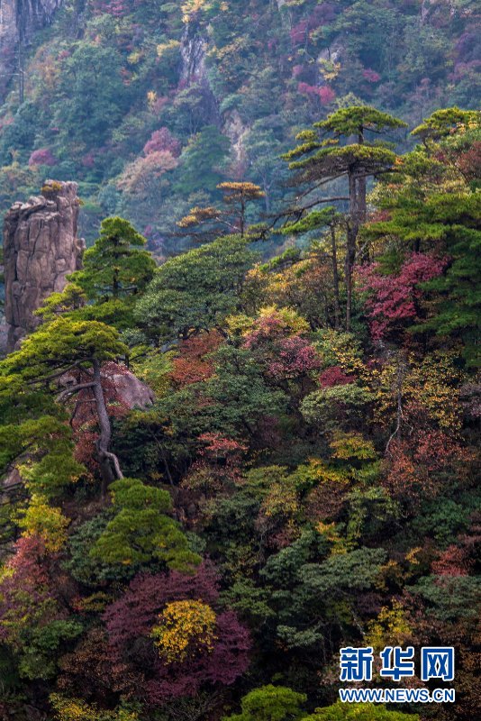 安徽黄山：霞光掩映山色空