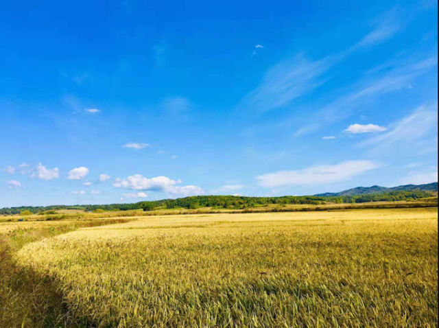 吉林省“黃金水稻帶”豐收圖景背後的“時代之變”