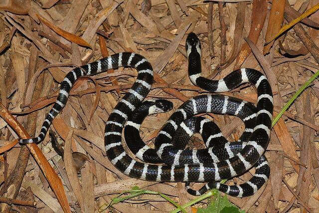 小伙掰开"温顺"银环蛇嘴巴看有没有毒 结果悲剧了