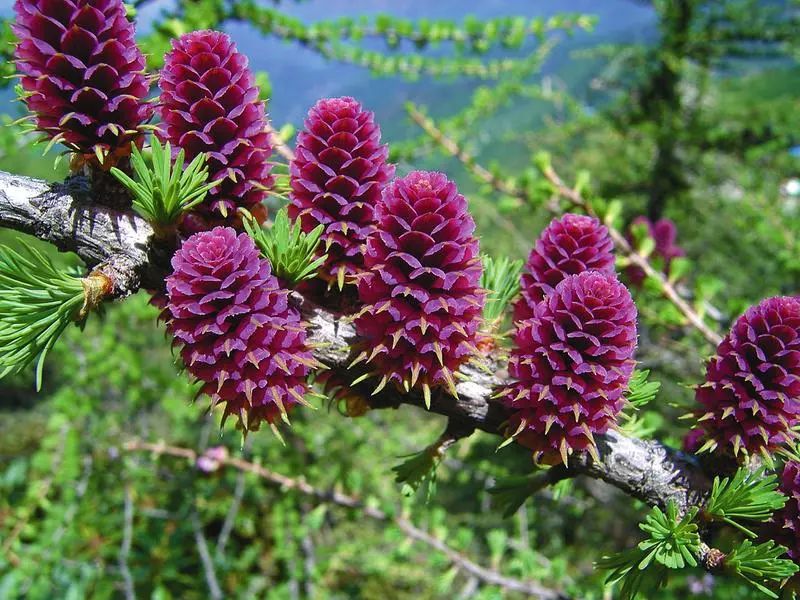 秦岭植物保护|一片叶,记录秦岭的色彩