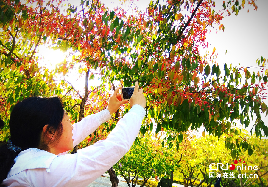 01【吉林】【原创】【无边栏】【CRI看吉林（标题）】【图说吉林】【白山松水（大图）】【关东黑土（长春）】【移动版（图）】金秋十月长春处处有美景（组图）