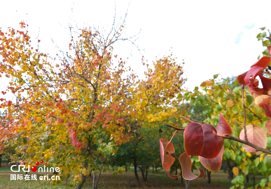 01【吉林】【原创】【无边栏】【CRI看吉林（标题）】【图说吉林】【白山松水（大图）】【关东黑土（长春）】【移动版（图）】金秋十月长春处处有美景（组图）