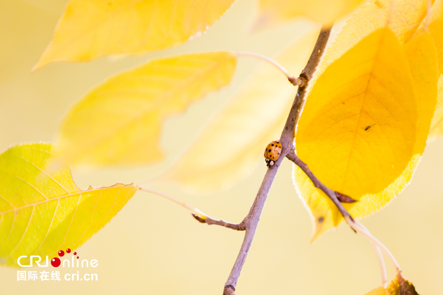 01【吉林】【原创】【无边栏】【CRI看吉林（标题）】【图说吉林】【白山松水（大图）】【关东黑土（长春）】【移动版（图）】金秋十月长春处处有美景（组图）