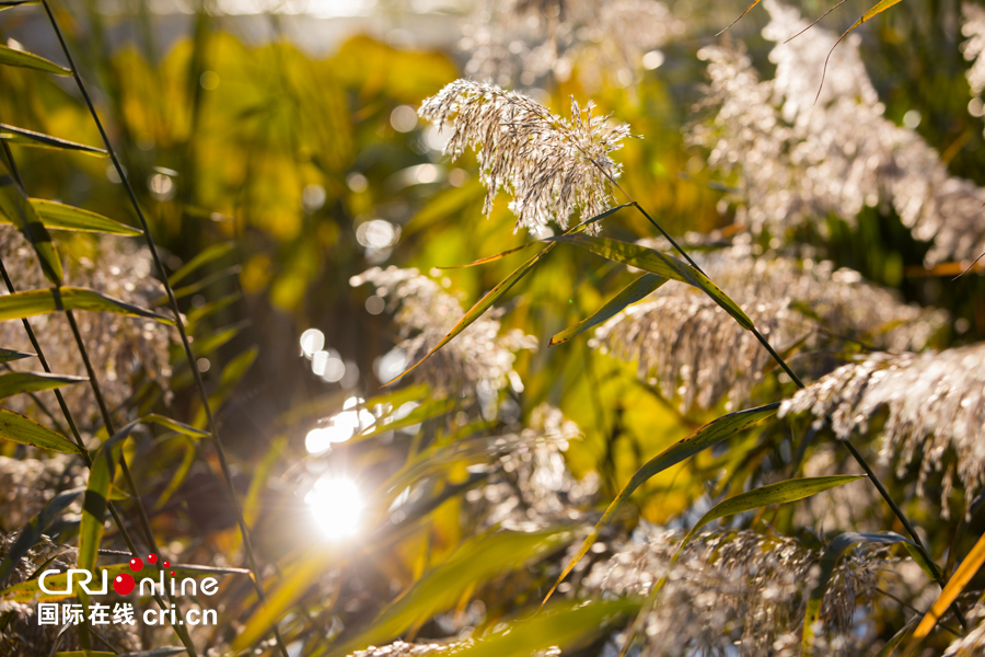 01【吉林】【原创】【无边栏】【CRI看吉林（标题）】【图说吉林】【白山松水（大图）】【关东黑土（长春）】【移动版（图）】金秋十月长春处处有美景（组图）