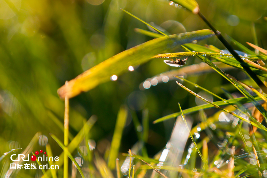 01【吉林】【原创】【无边栏】【CRI看吉林（标题）】【图说吉林】【白山松水（大图）】【关东黑土（长春）】【移动版（图）】金秋十月长春处处有美景（组图）