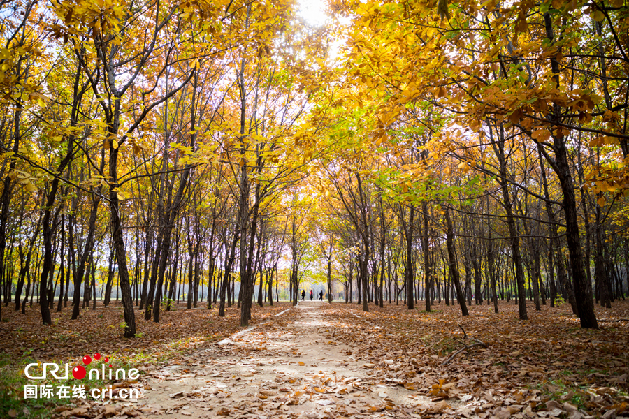 01【吉林】【原创】【无边栏】【CRI看吉林（标题）】【图说吉林】【白山松水（大图）】【关东黑土（长春）】【移动版（图）】金秋十月长春处处有美景（组图）