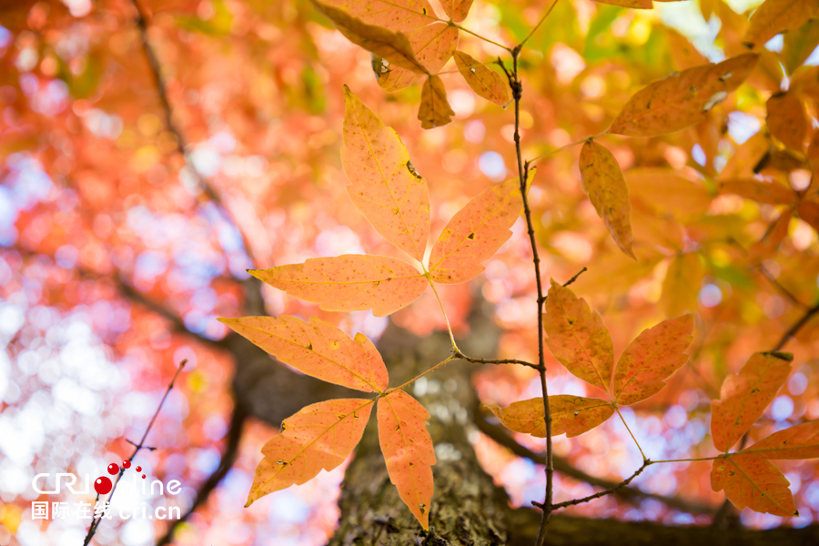 01【吉林】【原创】【无边栏】【CRI看吉林（标题）】【图说吉林】【白山松水（大图）】【关东黑土（长春）】【移动版（图）】金秋十月长春处处有美景（组图）