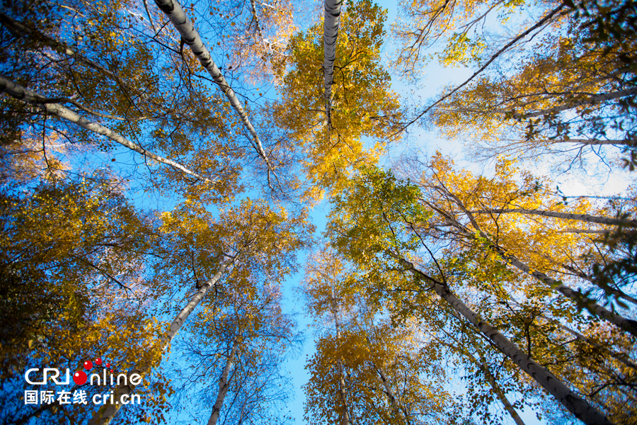 01【吉林】【原创】【无边栏】【CRI看吉林（标题）】【图说吉林】【白山松水（大图）】【关东黑土（长春）】【移动版（图）】金秋十月长春处处有美景（组图）