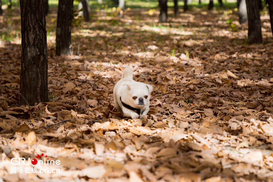 01【吉林】【原创】【无边栏】【CRI看吉林（标题）】【图说吉林】【白山松水（大图）】【关东黑土（长春）】【移动版（图）】金秋十月长春处处有美景（组图）