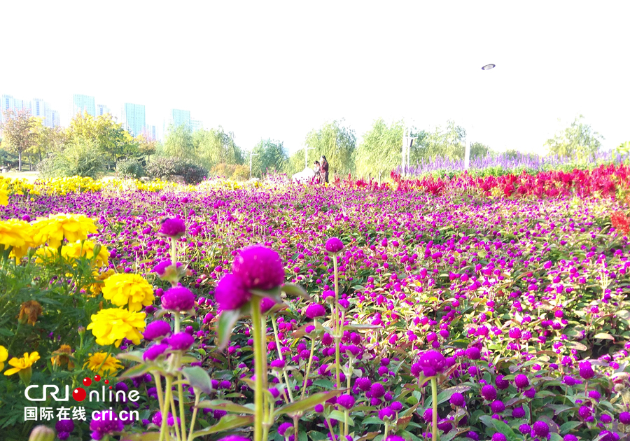 01【吉林】【原创】【无边栏】【CRI看吉林（标题）】【图说吉林】【白山松水（大图）】【关东黑土（长春）】【移动版（图）】金秋十月长春处处有美景（组图）