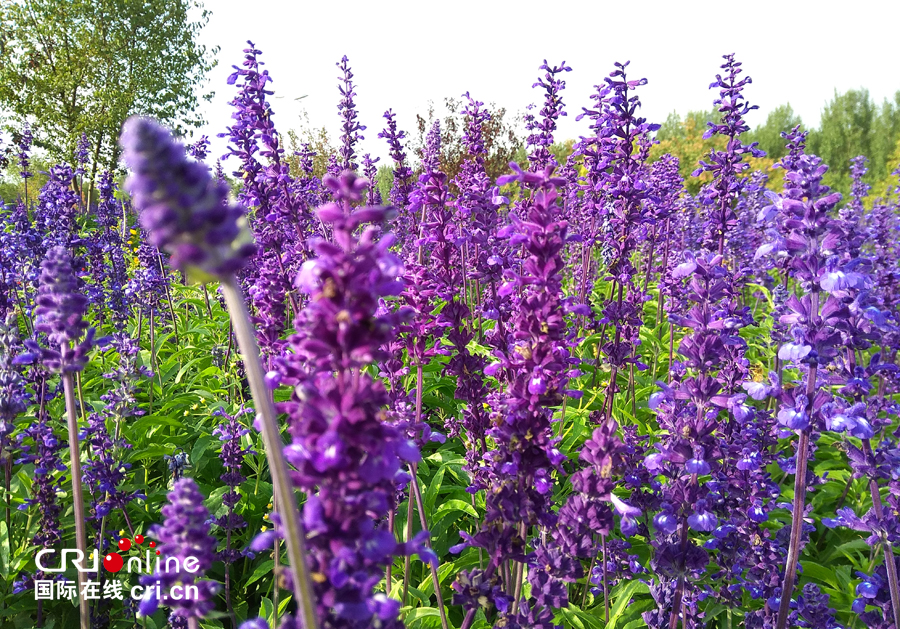 01【吉林】【原创】【无边栏】【CRI看吉林（标题）】【图说吉林】【白山松水（大图）】【关东黑土（长春）】【移动版（图）】金秋十月长春处处有美景（组图）