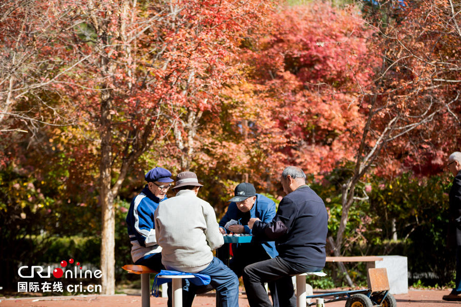 01【吉林】【原创】【无边栏】【CRI看吉林（标题）】【图说吉林】【白山松水（大图）】【关东黑土（长春）】【移动版（图）】金秋十月长春处处有美景（组图）
