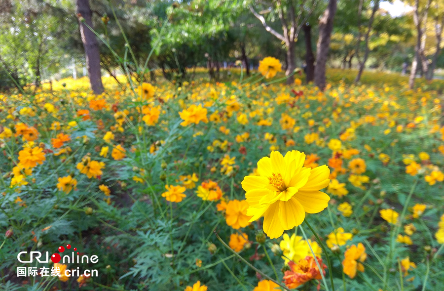 01【吉林】【原创】【无边栏】【CRI看吉林（标题）】【图说吉林】【白山松水（大图）】【关东黑土（长春）】【移动版（图）】金秋十月长春处处有美景（组图）