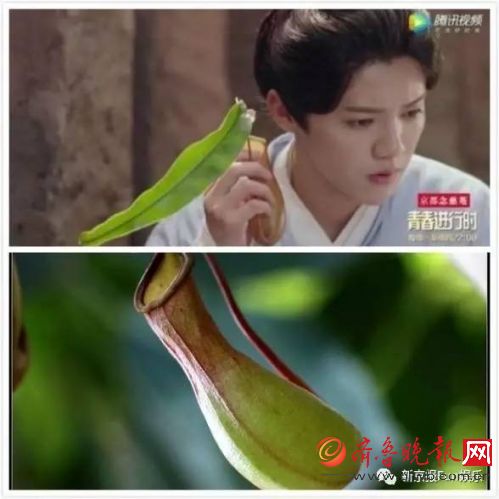 鱼丸做仙丹,多肉当仙草.《择天记》月薪可达6万的影视道具师就这水平?