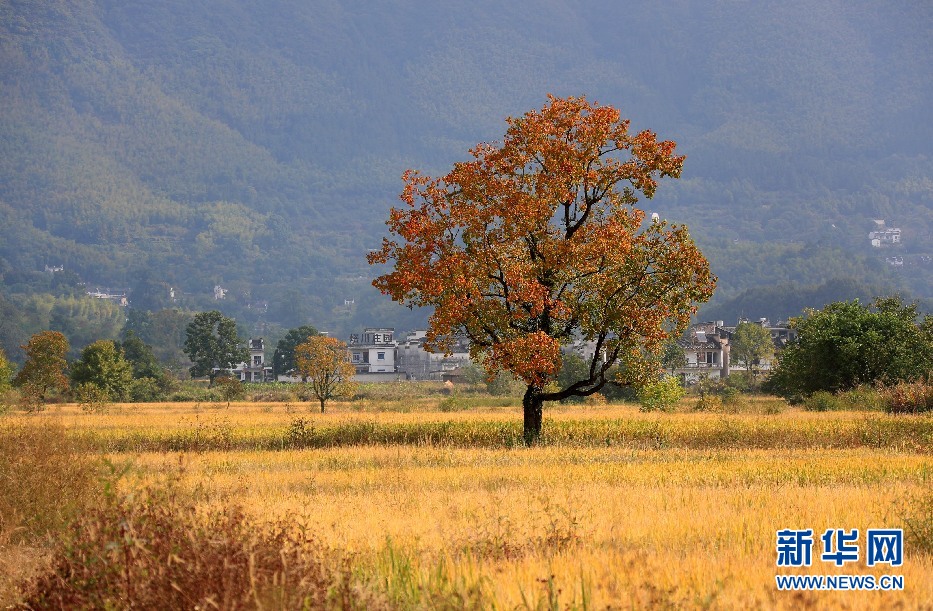 安徽塔川：田園流金