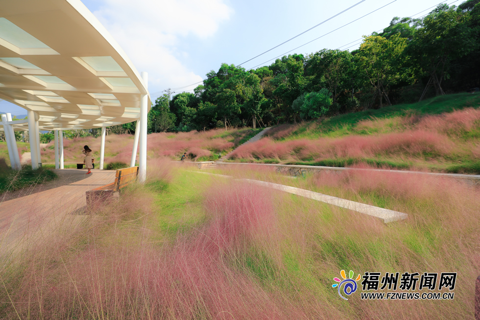 金秋时分 牛岗山公园变身“粉红海洋”