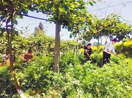 【區縣聯動】【南川】重慶南川：“三招”讓貧困戶吃上旅遊飯【區縣聯動】南川：“三招”讓貧困戶吃上旅遊飯