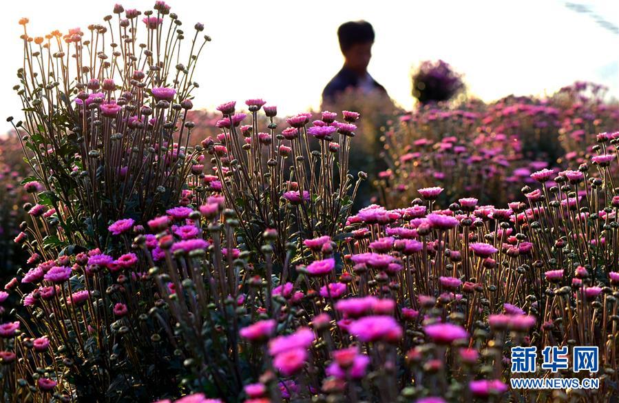 全域：秋花争艳斗金秋