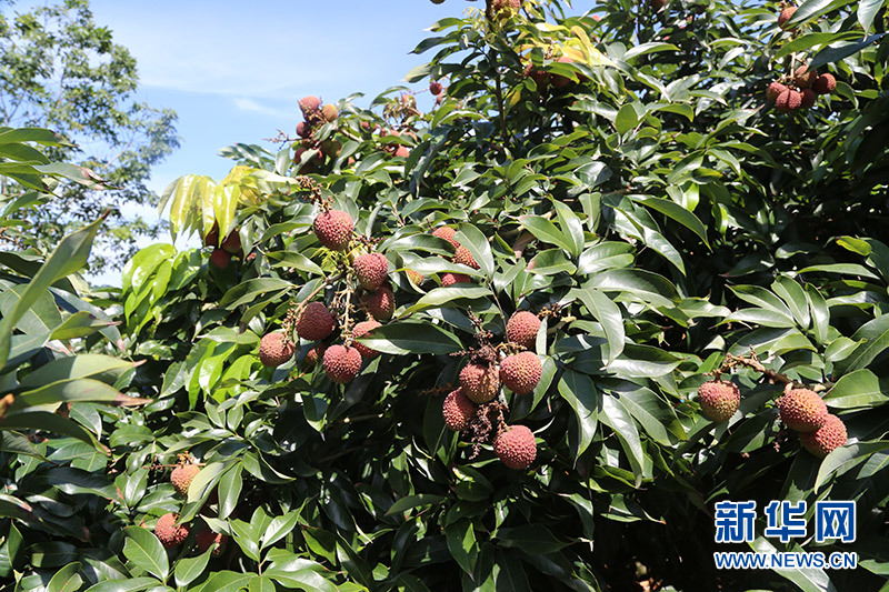 末尾有圖【財經】【即時快訊】産值逾5億元!2017年海口瓊山荔枝喜獲豐收 末尾有圖【財經】【即時快訊】産值逾5億元!2017年海口瓊山荔枝喜獲豐收