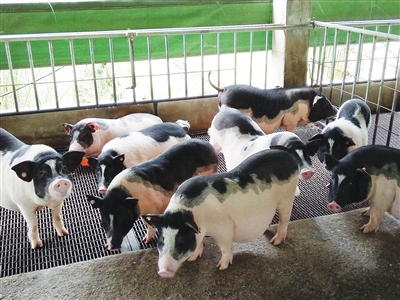 末尾有图【琼岛先锋图文列表】【即时快讯】东方乳猪品牌化 产业发展上“快车道” 末尾有图【琼岛先锋图文列表】【即时快讯】东方乳猪品牌化 产业发展上“快车道”