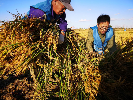 青島“海水稻”城陽上馬基地試種成功 畝産261.39公斤