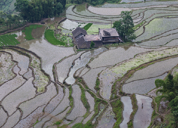 【渝情渝景左豎圖】黔江：繁忙插秧季 梯田成美景