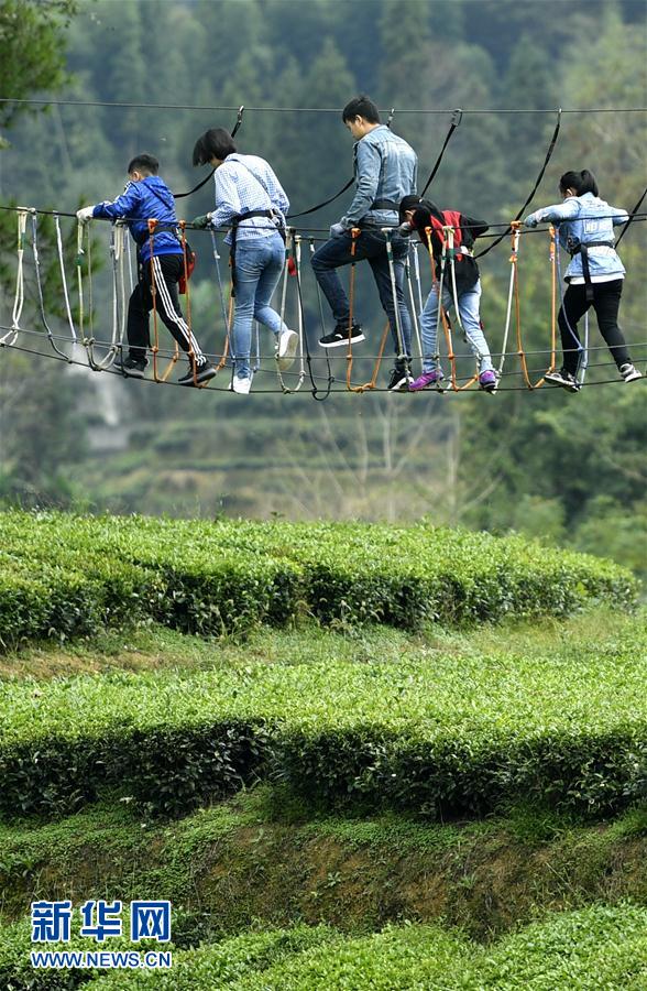 湖北恩施：“空中栈道”赏茶度假