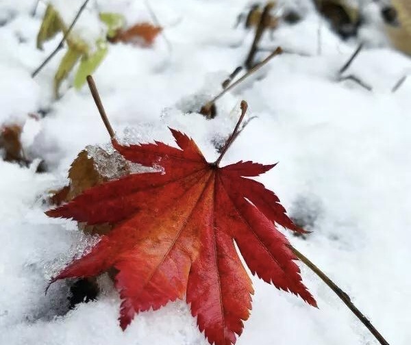 本溪市楓林谷森林公園迎來2018年首場雪凇