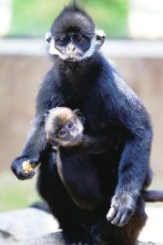 济南动物园：黑叶猴家族频频添喜