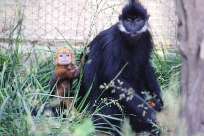 济南动物园：黑叶猴家族频频添喜