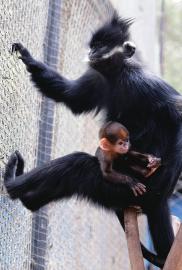 济南动物园：黑叶猴家族频频添喜