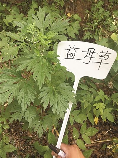 （健康 三吴大地南京）外国留学生南京体验中医魅力 跟着教授采草药