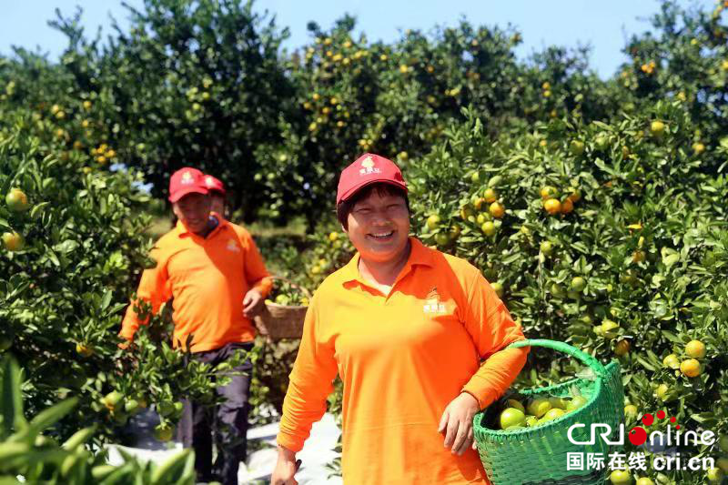 宜昌夷陵區柑橘銷售突破10.6萬噸