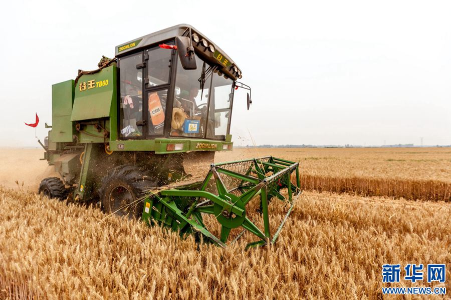 【轮播图】河南滑县：170万亩小麦喜获丰收 关注天气变化抢收抢打