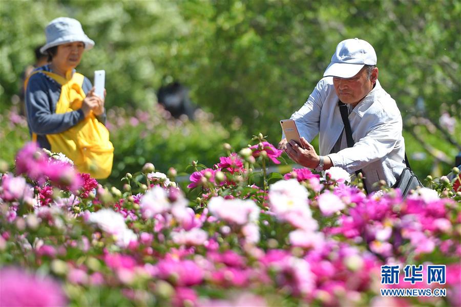 長春：芍藥花開遊人來