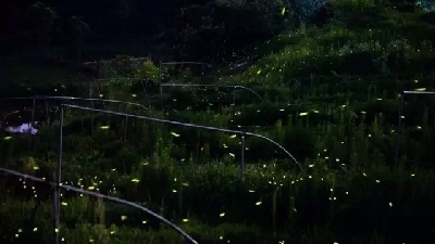 【行遊巴渝圖文】重慶有個迷人的地方 螢火蟲佈滿夜空