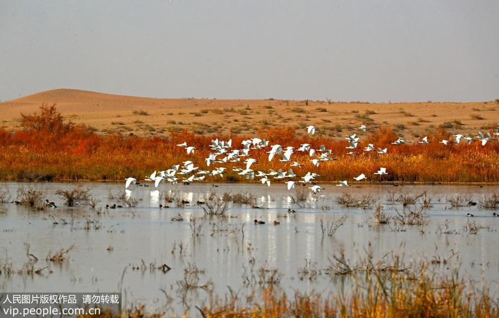 甘肃张掖：黑河湿地迁徙候鸟舞翩迁