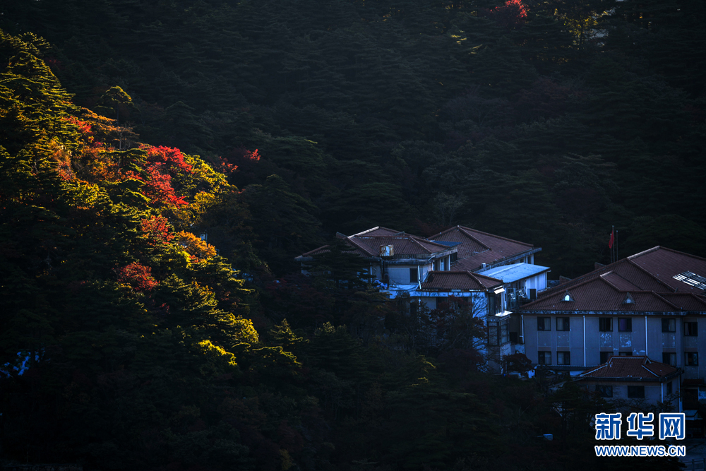 安徽：黄山进入最佳赏秋期