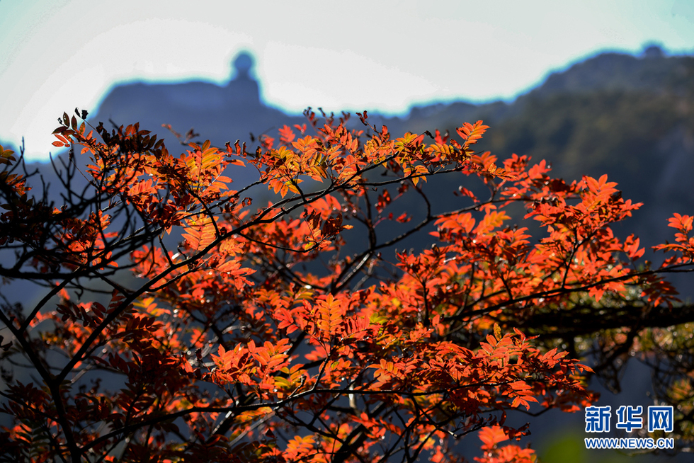 安徽：黄山进入最佳赏秋期