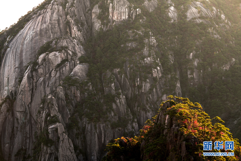安徽：黄山进入最佳赏秋期