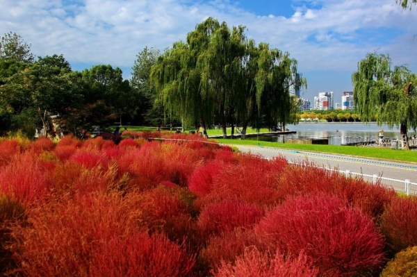 世纪公园迎来最美秋景 赏红叶花海 看银杏还能踩落叶