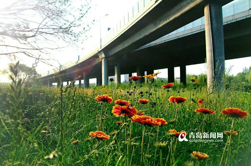 青岛胜利桥下的隐世美景：漫山遍野黄花开