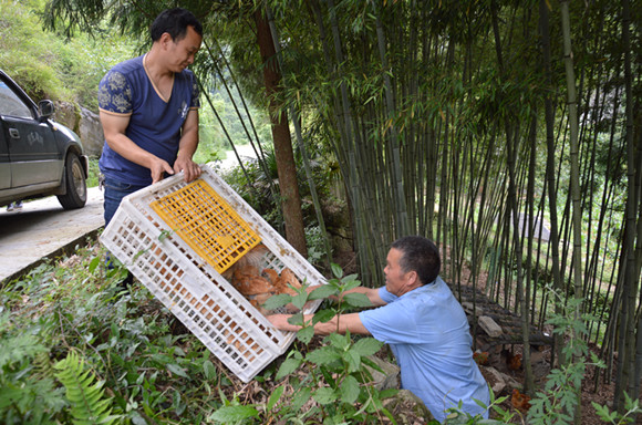 【武隆】武隆電商農戶"聯姻" 全力助推"精準脫貧"