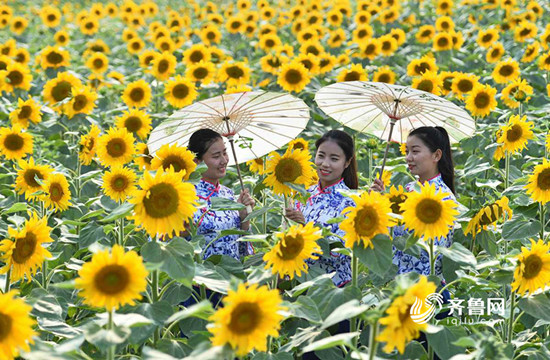 枣庄千亩向日葵盛放 吸引众多游客前来赏花观光