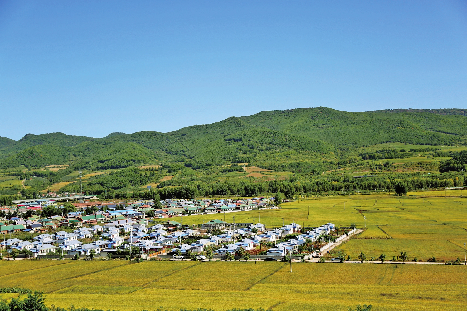 延吉市朝陽鎮八道村水稻喜獲豐收