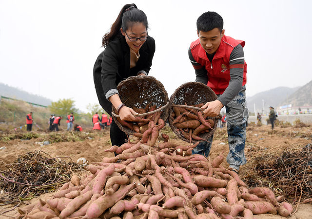 陕西延安：小小红薯助力老区百姓脱贫增收