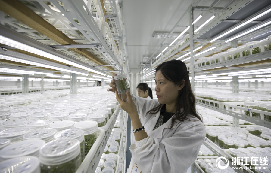 諸暨:藍莓淡季勤育苗 助種植戶增收